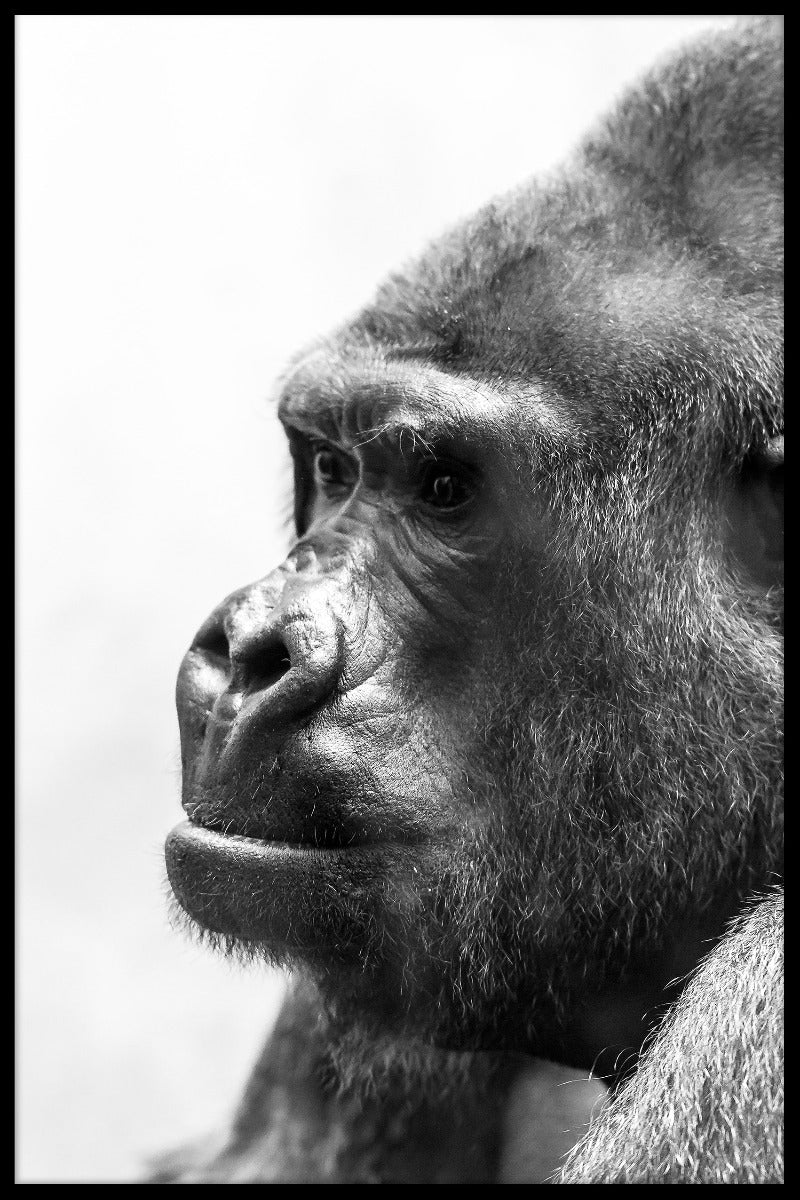 Gorilla Portræt sort/hvid plakat