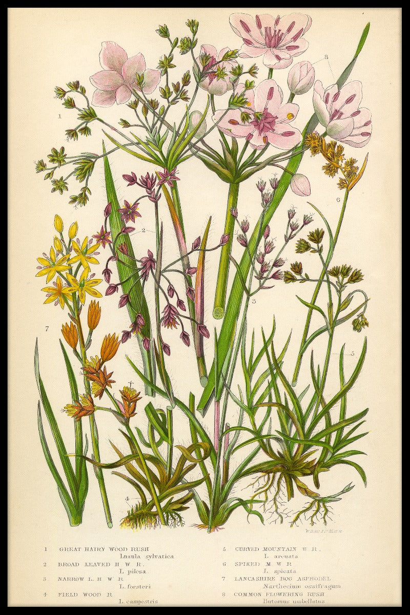 Vintage blomsterplakat