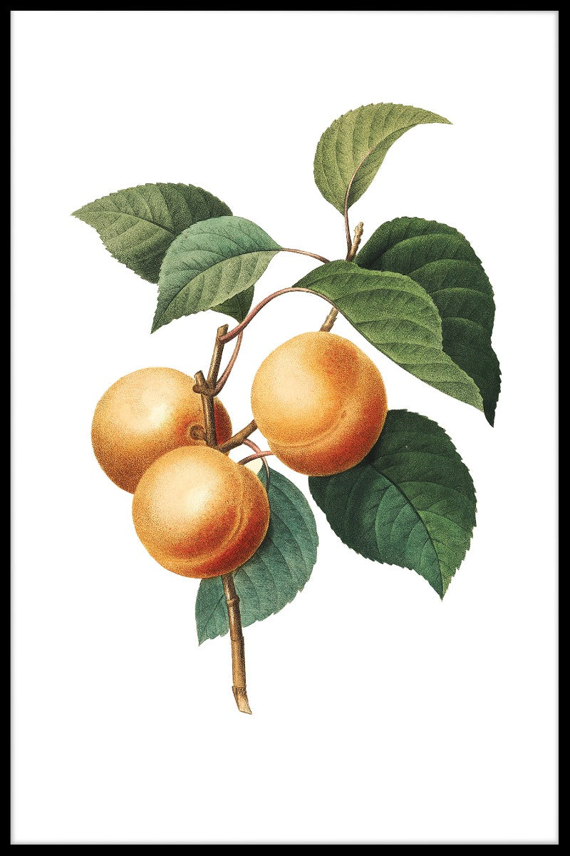 Vintage Abrikos Illustration plakat