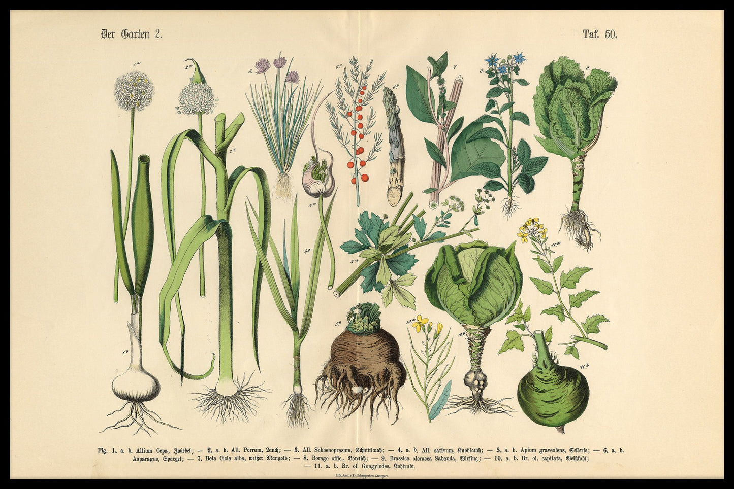Victoriansk botanisk illustrationsplakat