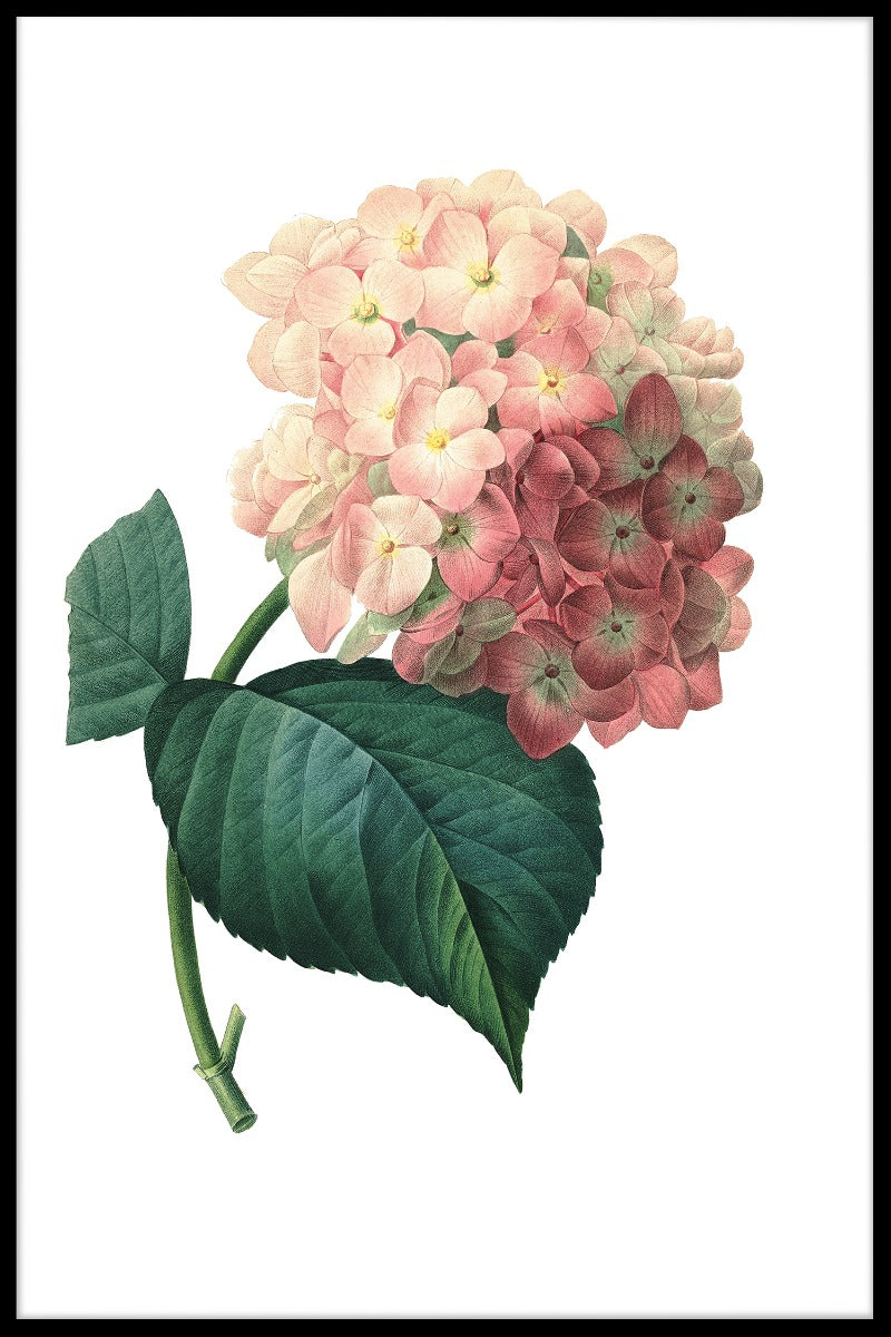 Hortensia blomsterplakat