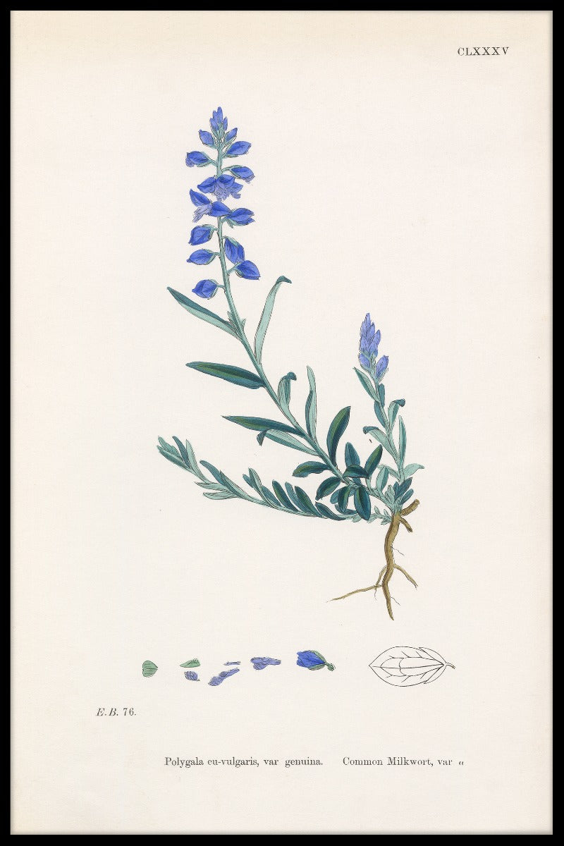 optage Polygala Vulgaris