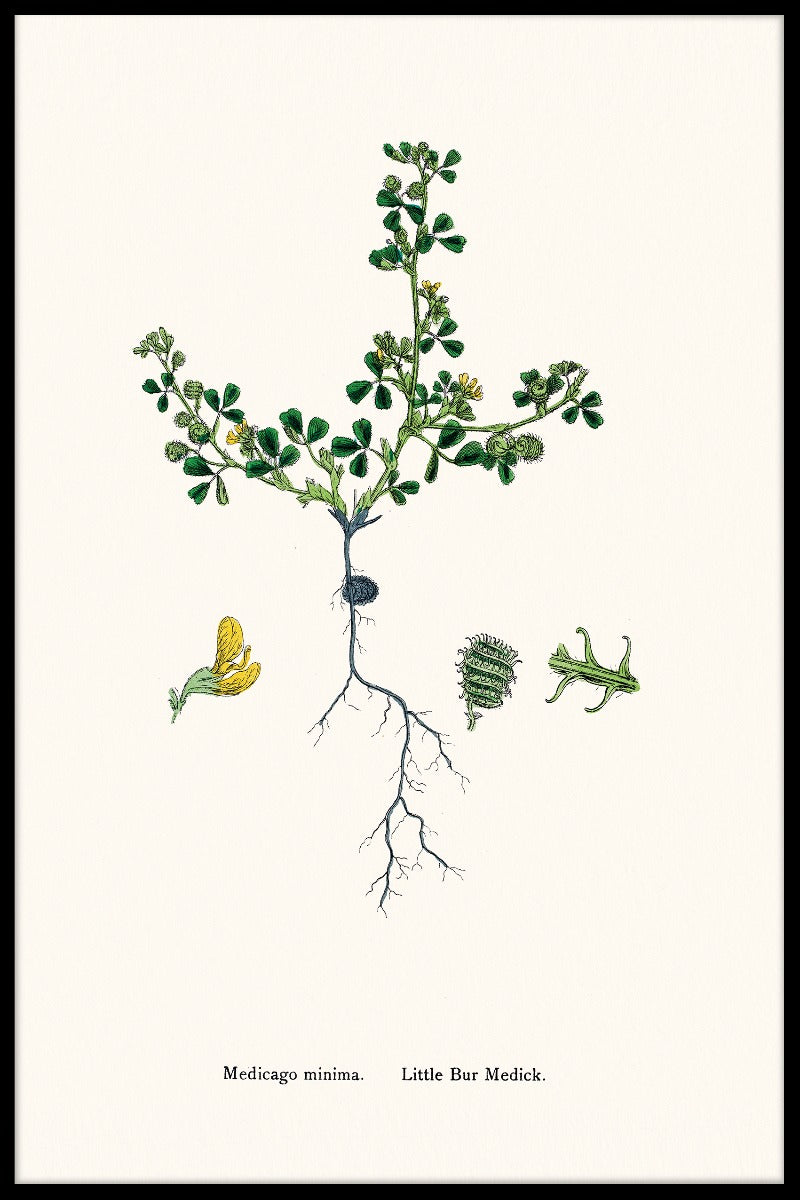 Medicago Minimumsvarer
