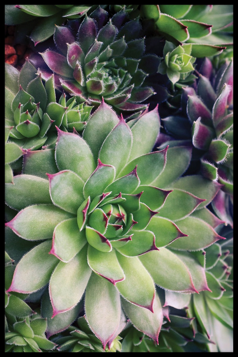 Sukkulent blomsterplakat