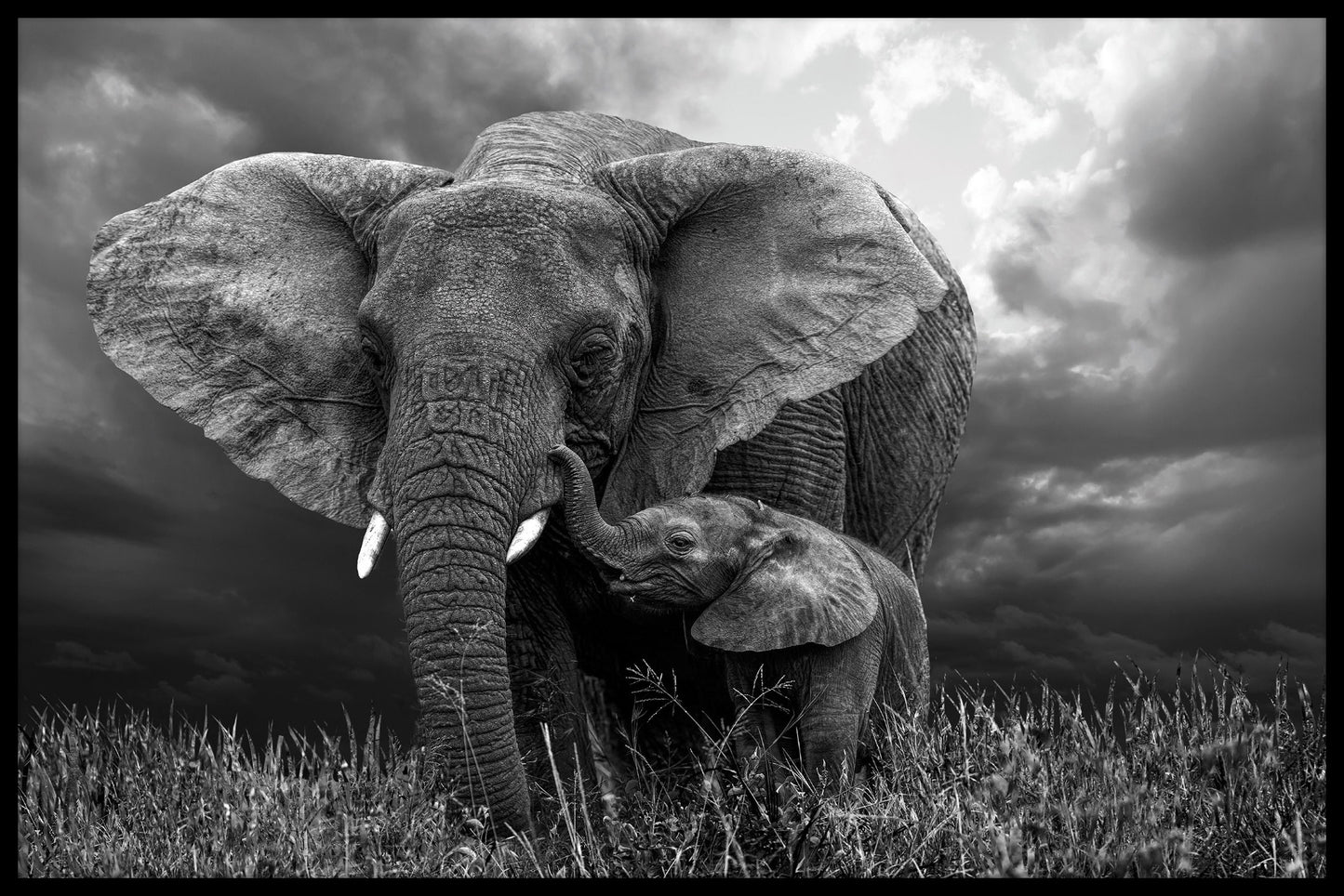 Elefant og baby plakater