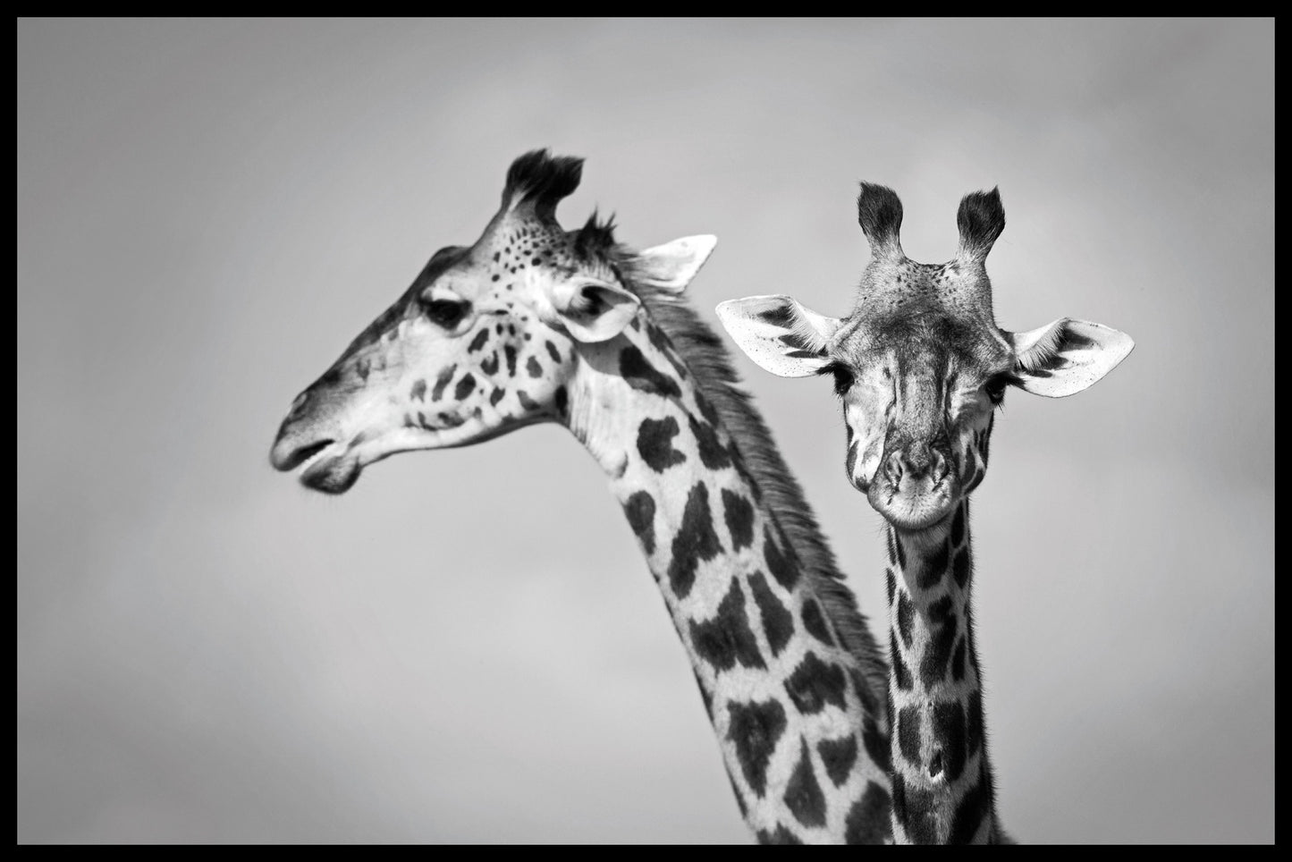 Plakat med to giraffer