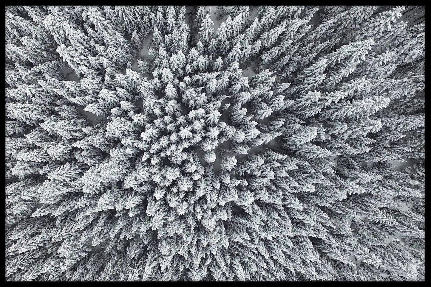 Pine Forest Winter Frost plakat