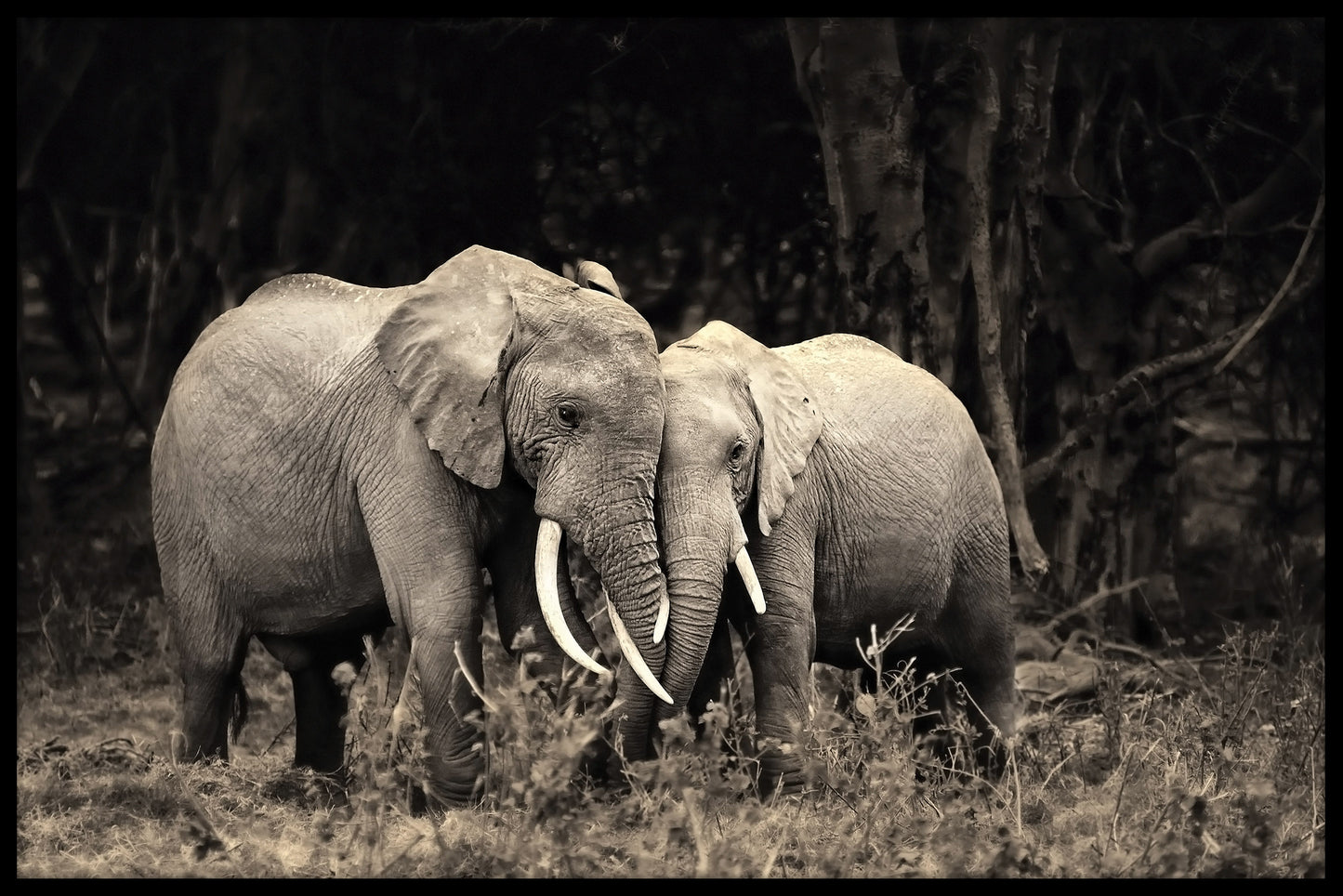 Elephant Love sort og hvid