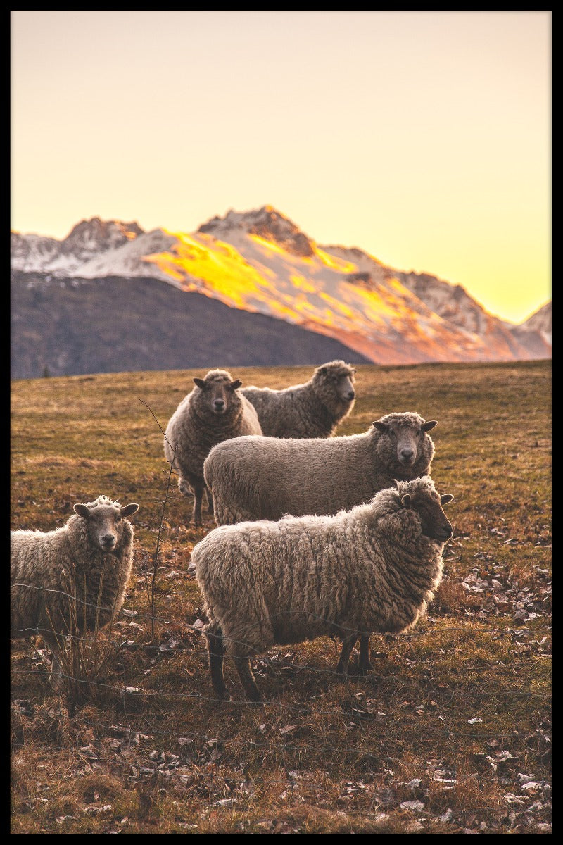 New Zealands fårrekorder