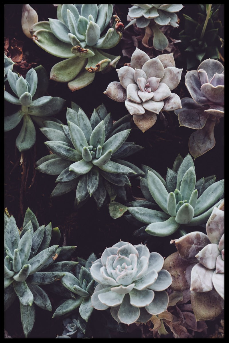 Plakat med botaniske blomster