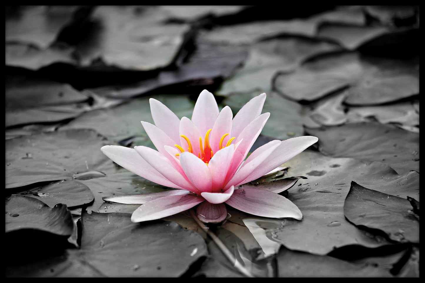 Blomst på dammen plakat