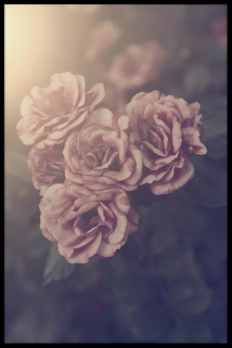 Vintage Rose plakat
