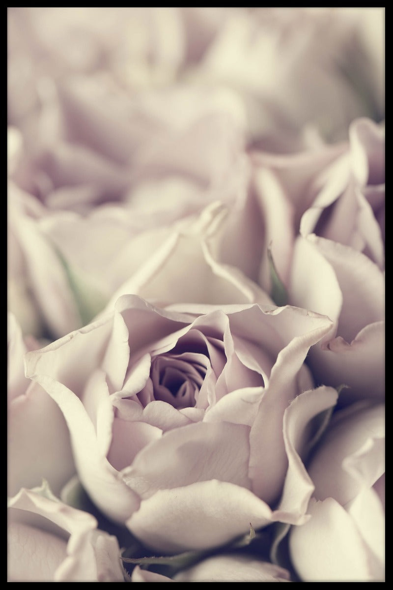 Vintage Pastell Rose plakat
