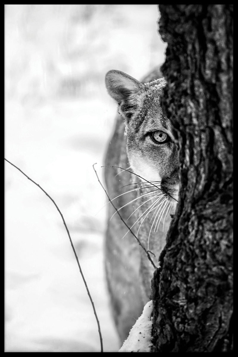 Cougar portret plakat