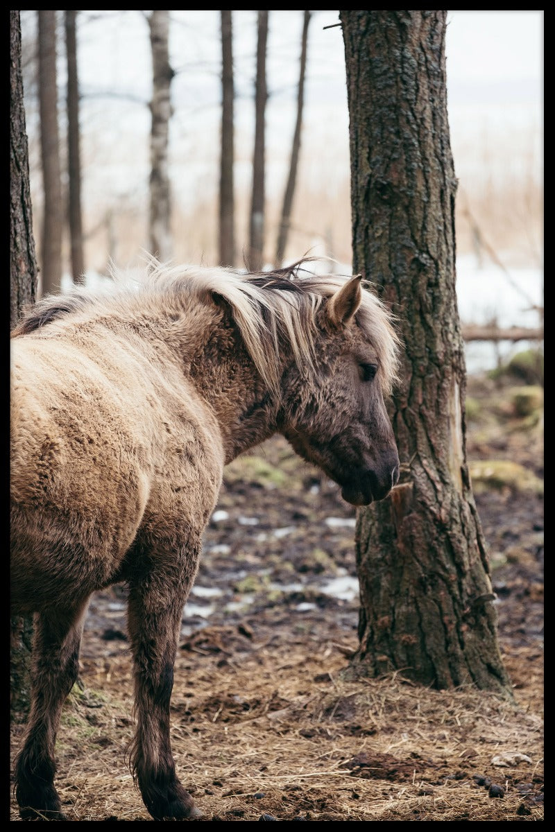Vild hest plakat