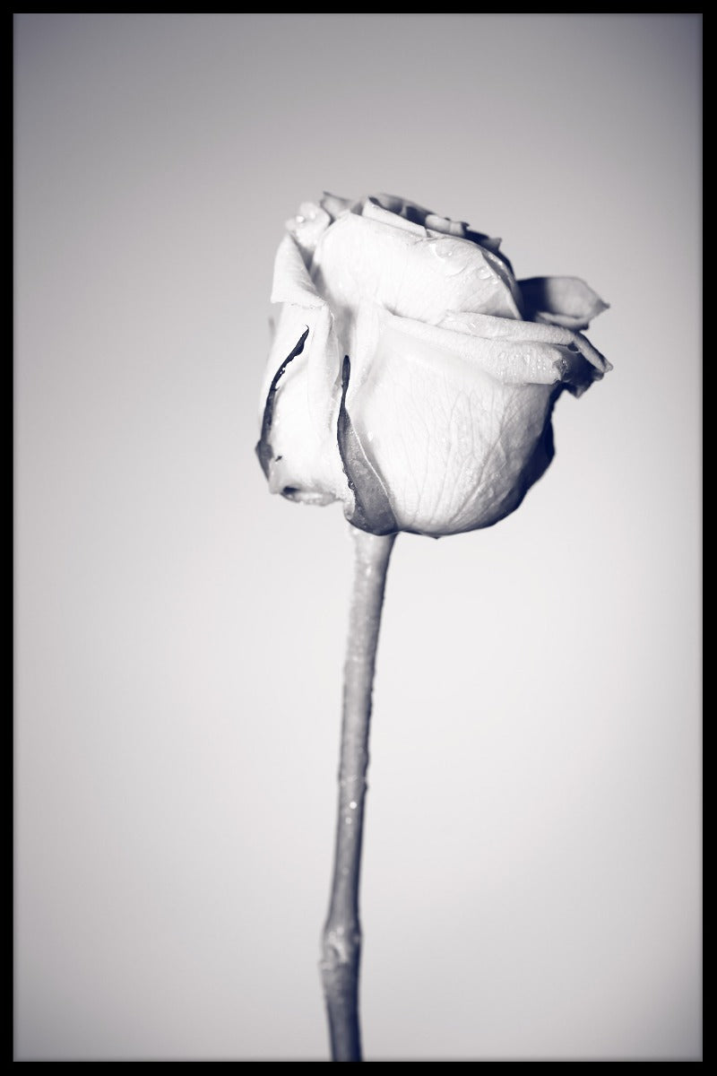 Blomsterartikler