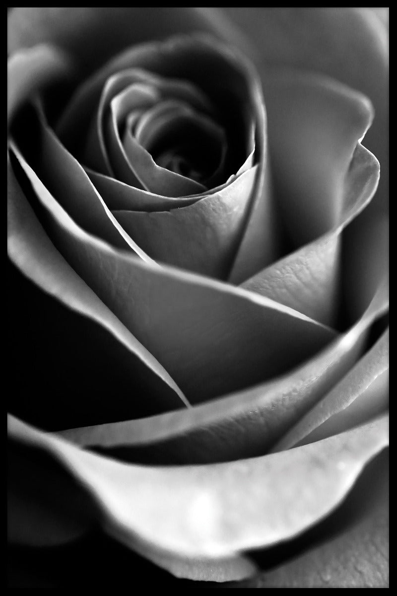 Makro blomsterplakat