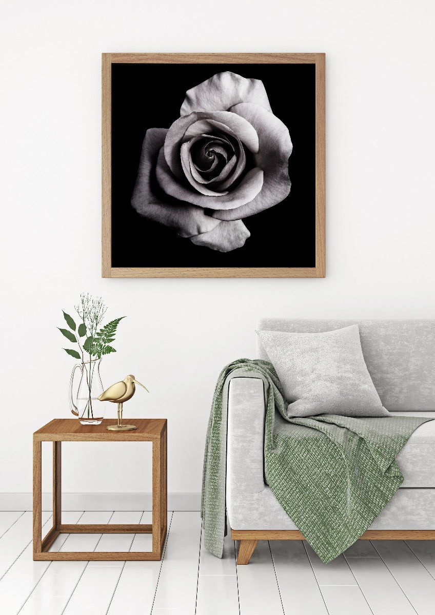 Rose på sort plakat
