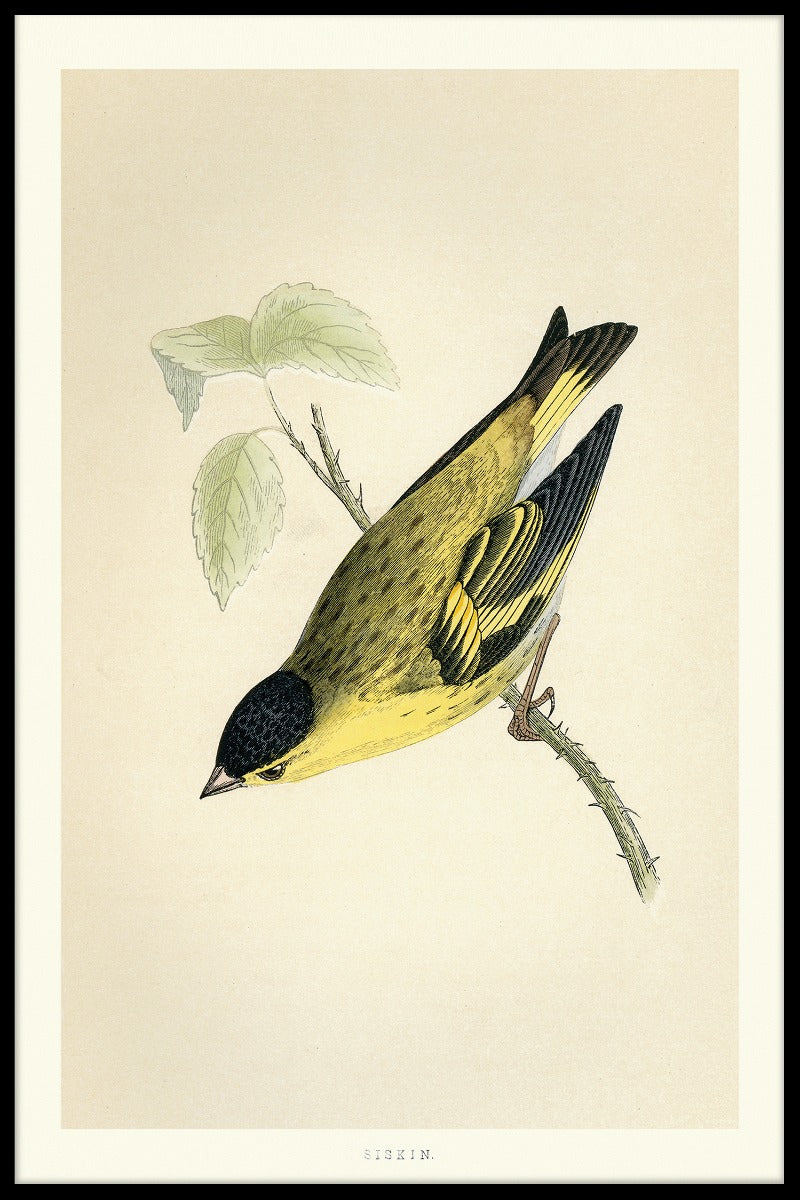 Eurasian Siskin plakat