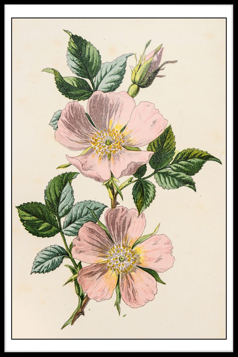 Rosa Canina Illustration plakat
