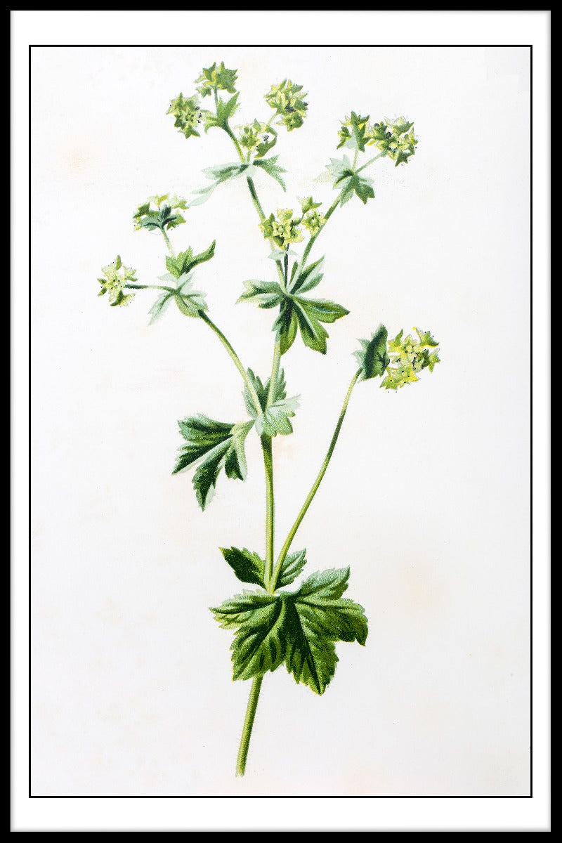 Alchemilla Mollis Illustrationsplakat