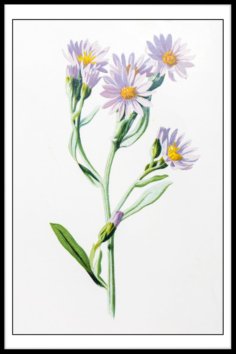 Starwort Illustration plakat
