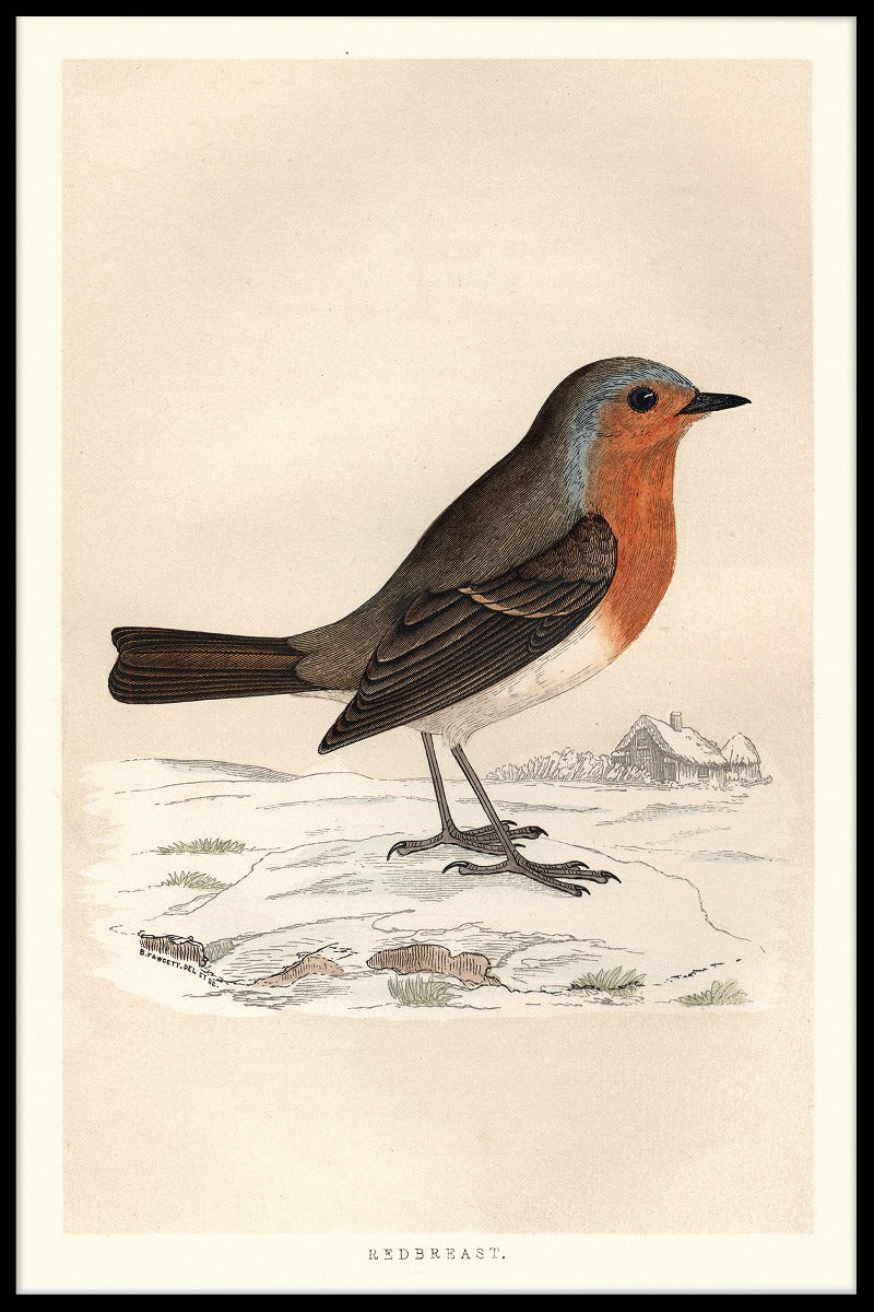 Robin Redbreast plakat