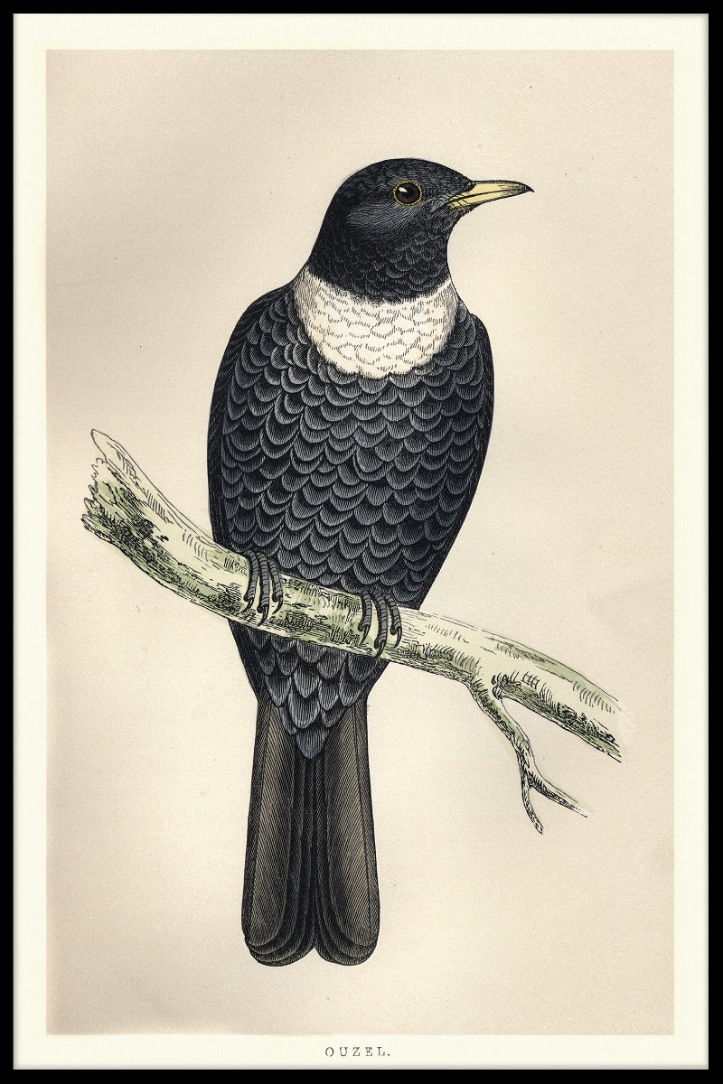 Ring Ouzel plakat