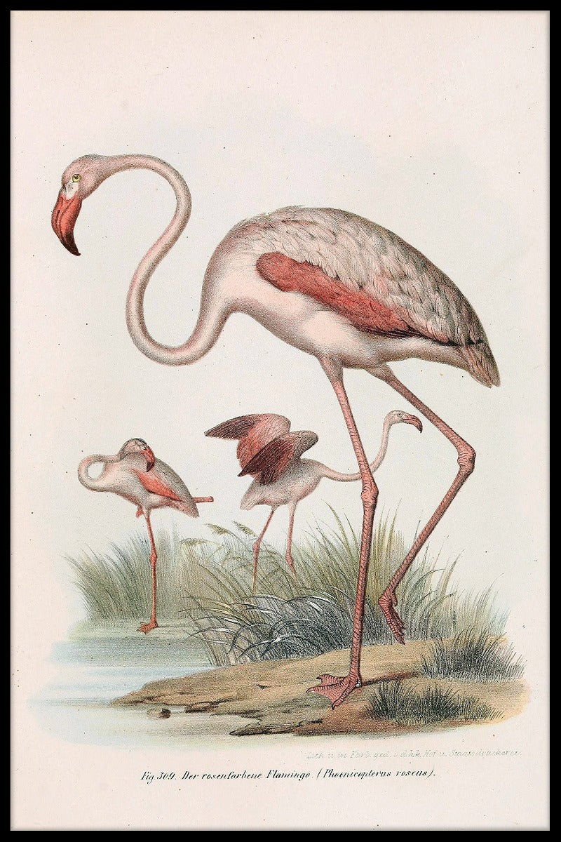 Phoenicopterus Roseus plakat
