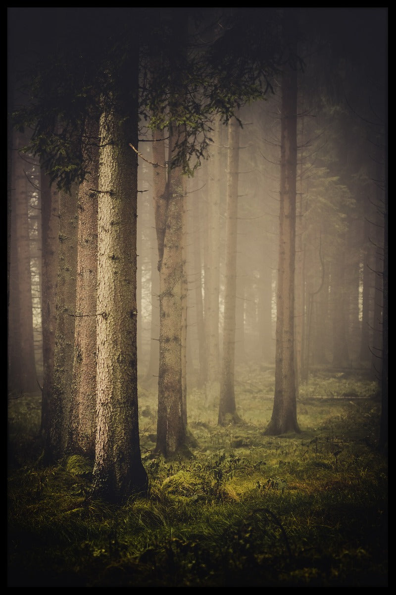 Mørk tåget skov plakat
