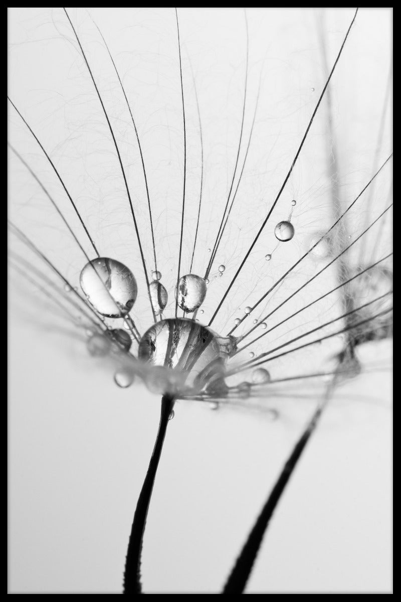 Mælkebøtte med vand plakat