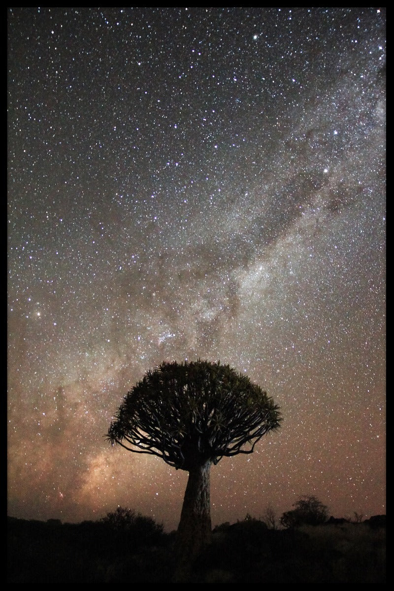 Quiver Tree Milky Way plakat