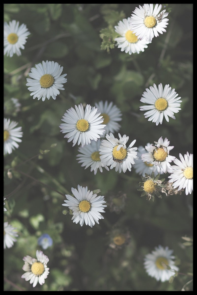 Kroatien Blomster plakat