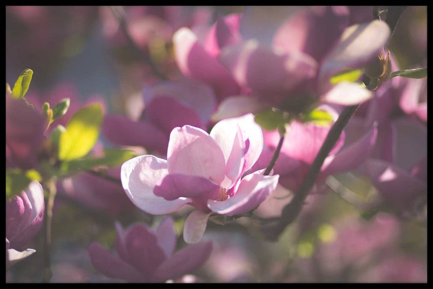 Magnolia plakat