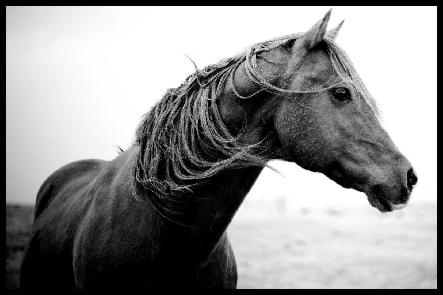 Vild pony plakat