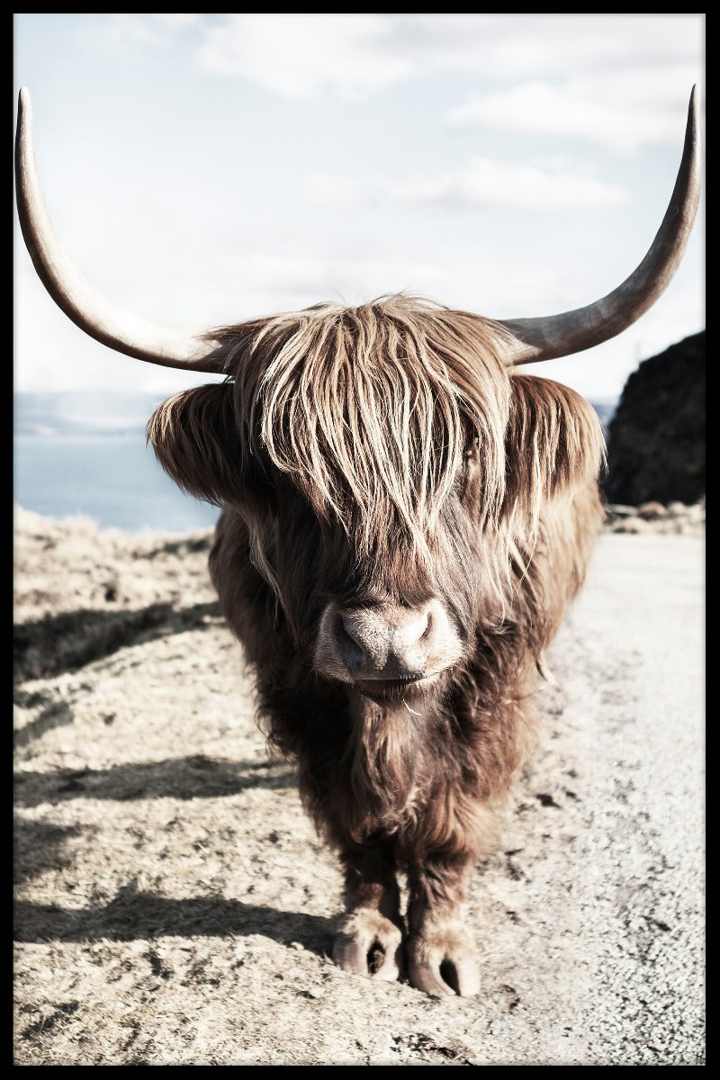 rekord Highland Cattle N06