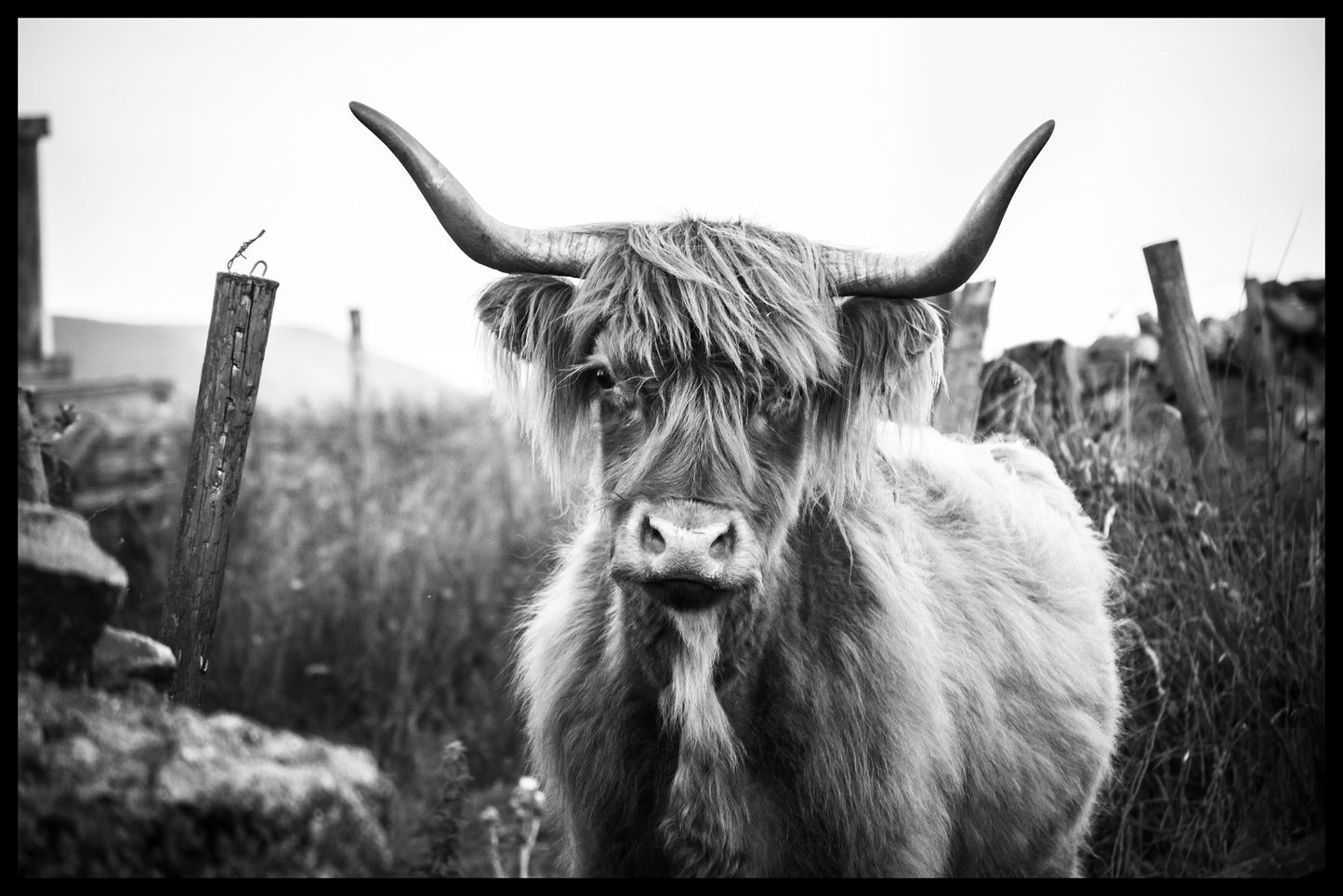 rekord Highland Cattle N07