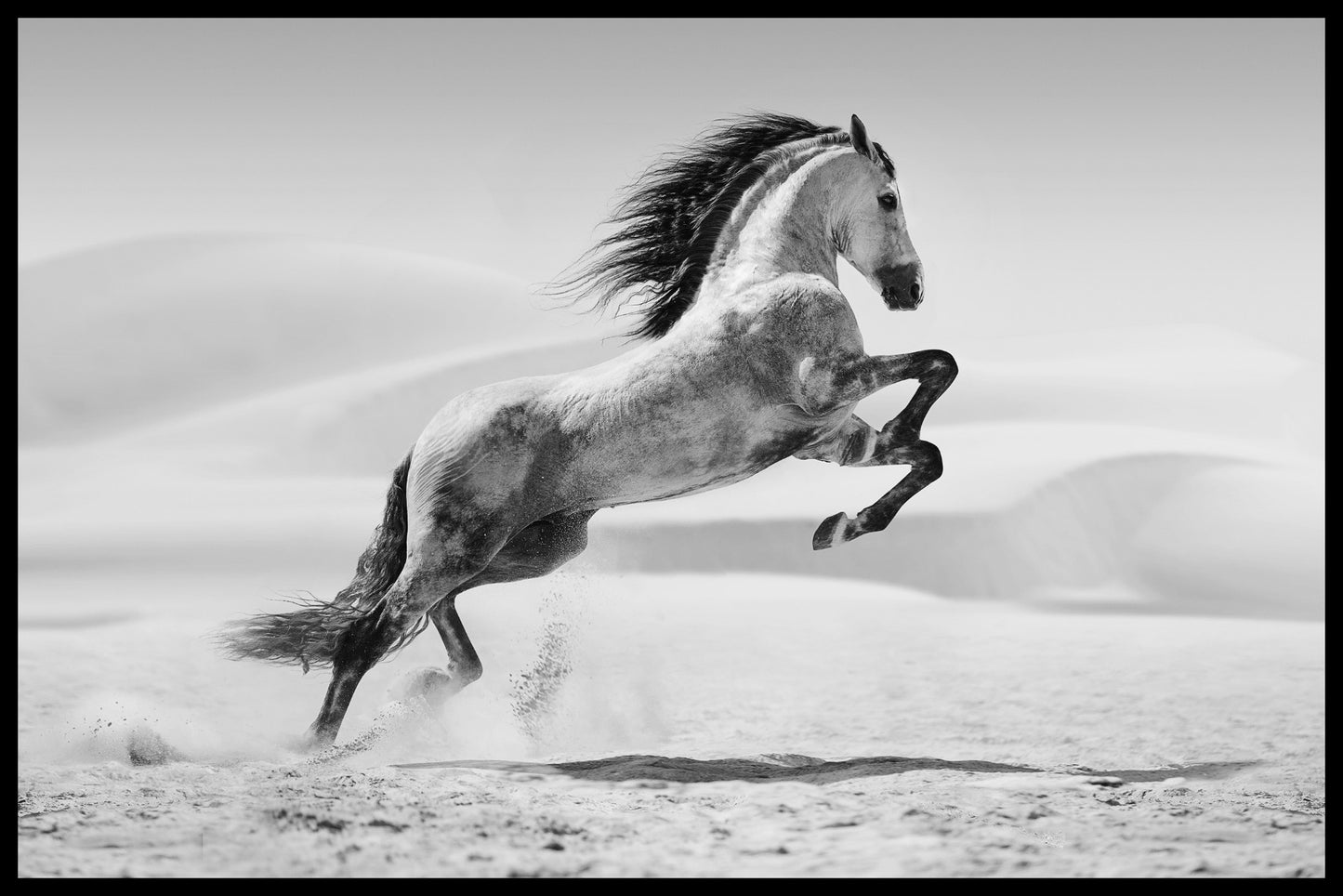 Galoperende hvid hest plakat
