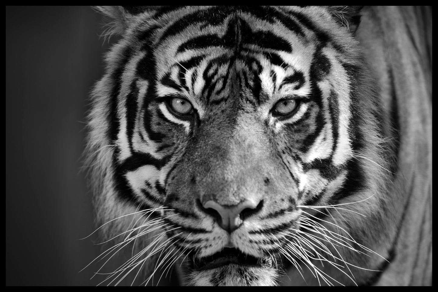Tiger N03 optager