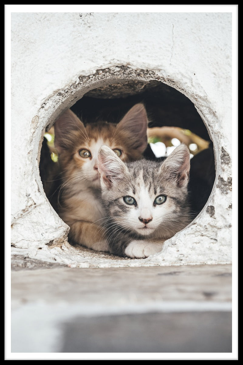 plakater Katte gemmer sig i huller
