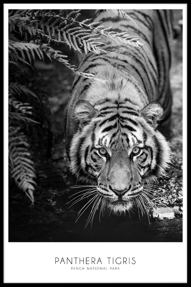 Panthera Tigris plakat