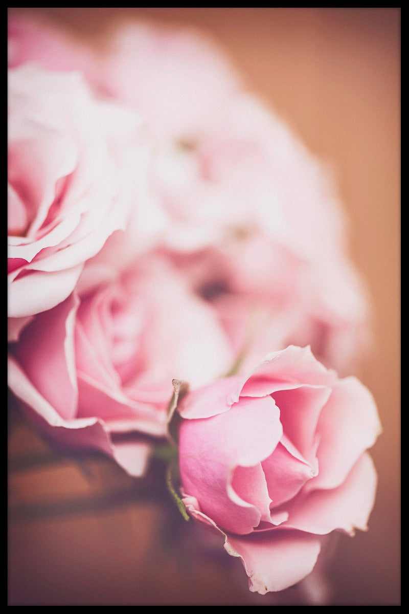 Pink roses N02 plakat