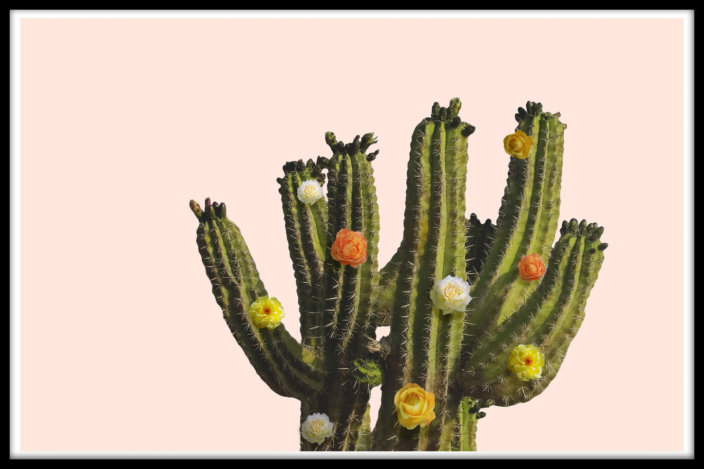 Blomster kaktus plakat