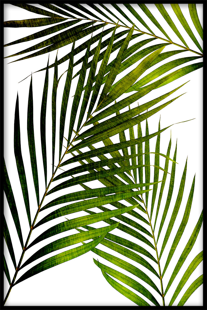 Palmeblad plakat
