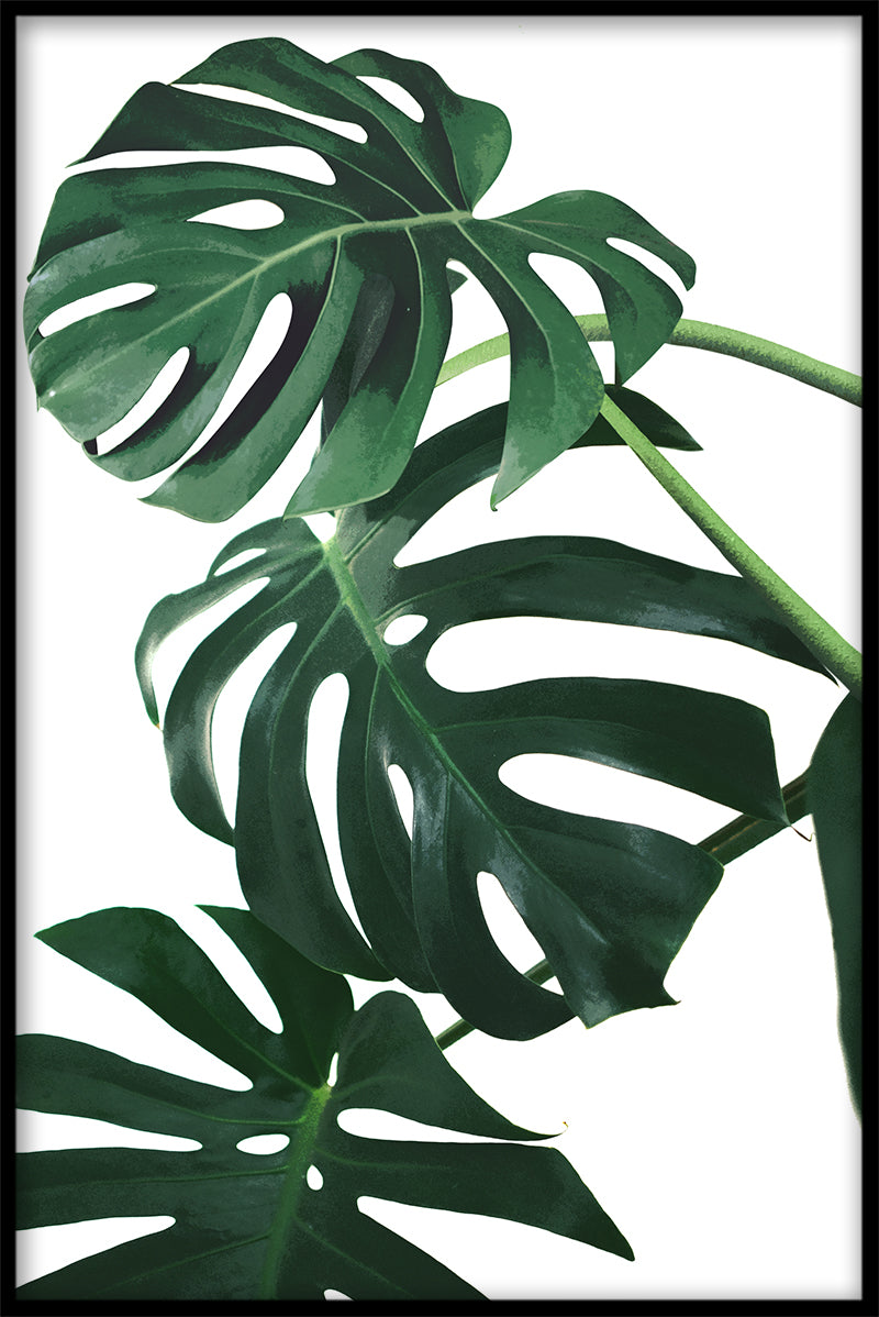 Monstera efterlader rekorder