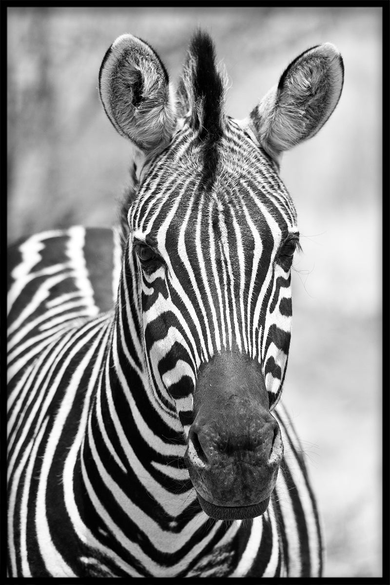 Zebra optegnelser