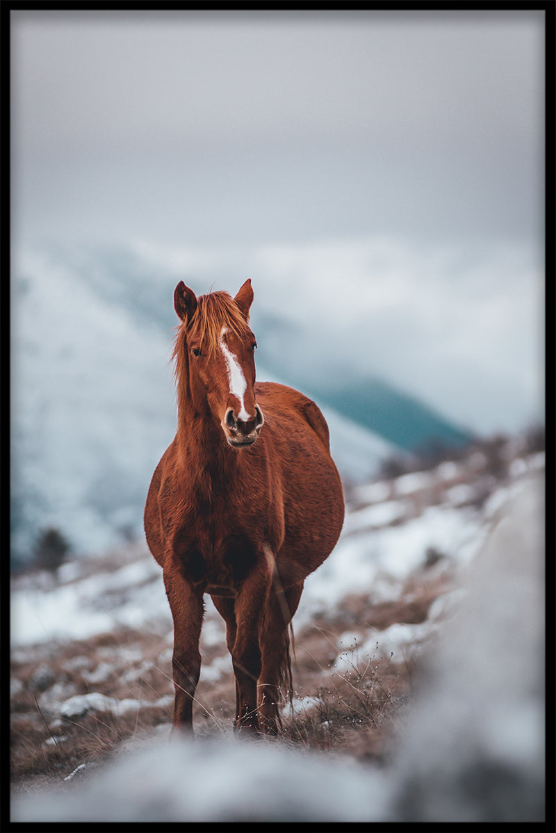 Hest på bjerg plakat