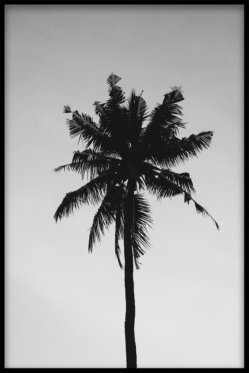 Palme sort &