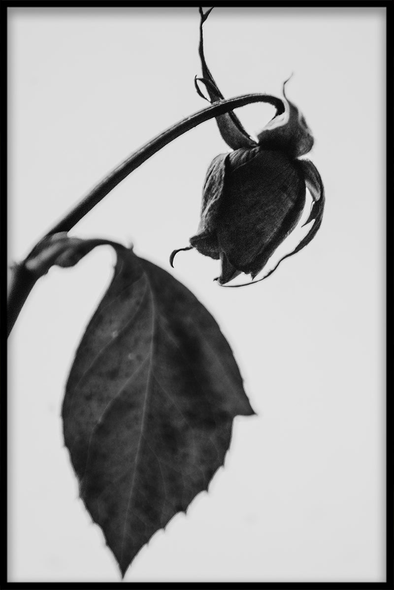 Gammel rose plakat