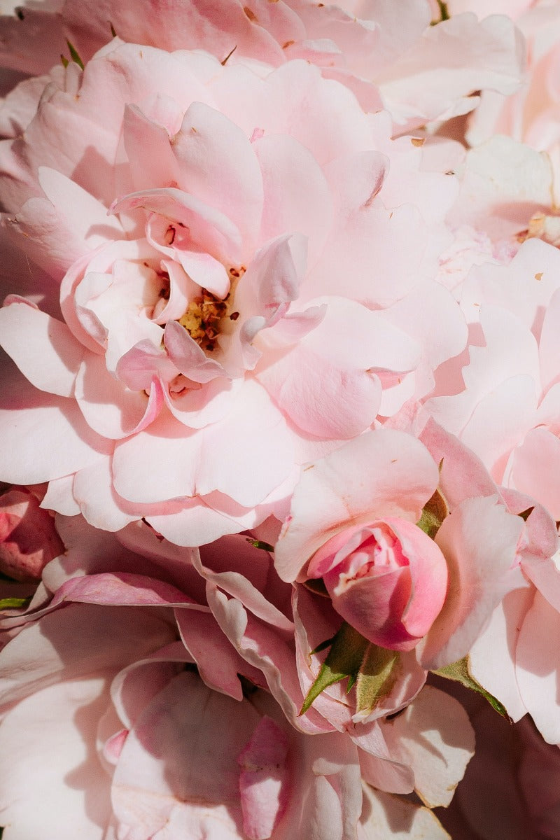 Perfekt rosa N02 plakat